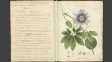 2019.05.10 - Cuban Botany Manuscript Found After Being Lost for 190 Years